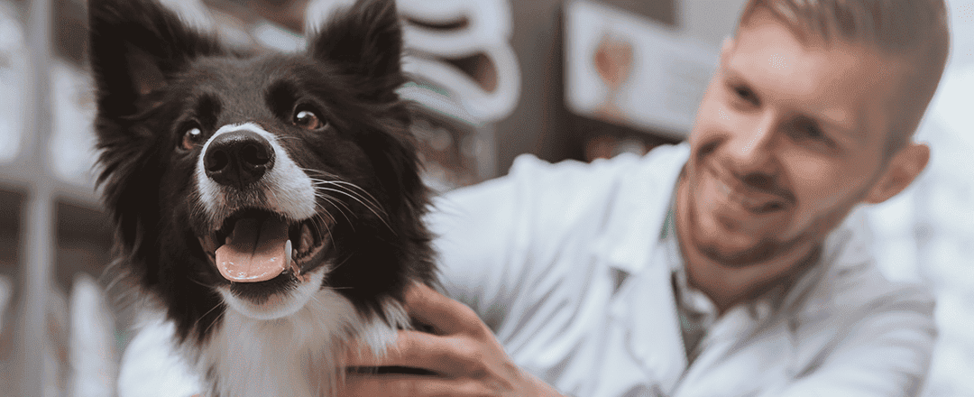 New year, new opportunity: 4 ways to jumpstart your veterinary clinic culture
