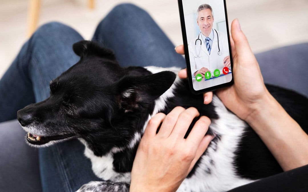 5 ways to win with veterinary telemedicine