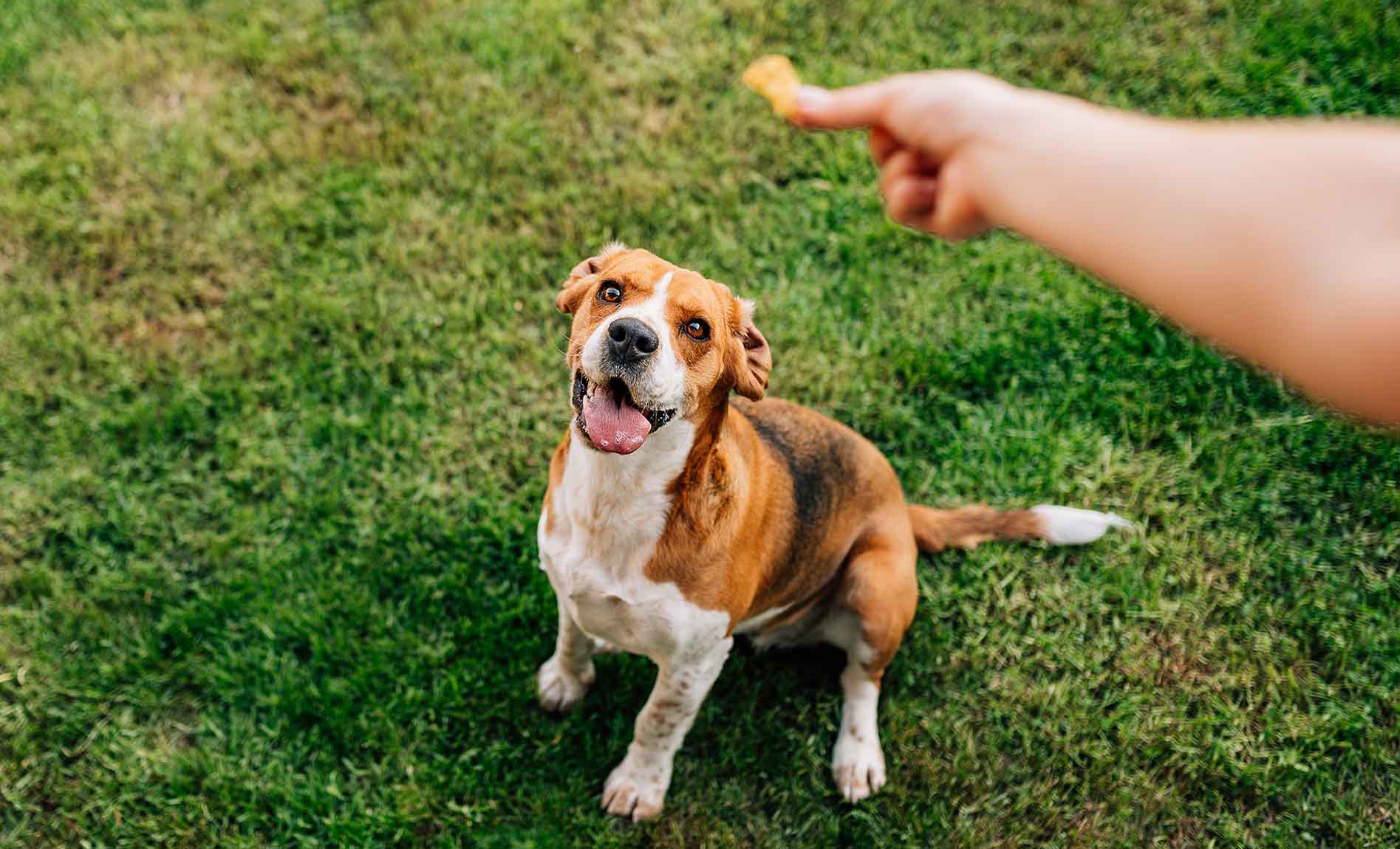 giving dog treat