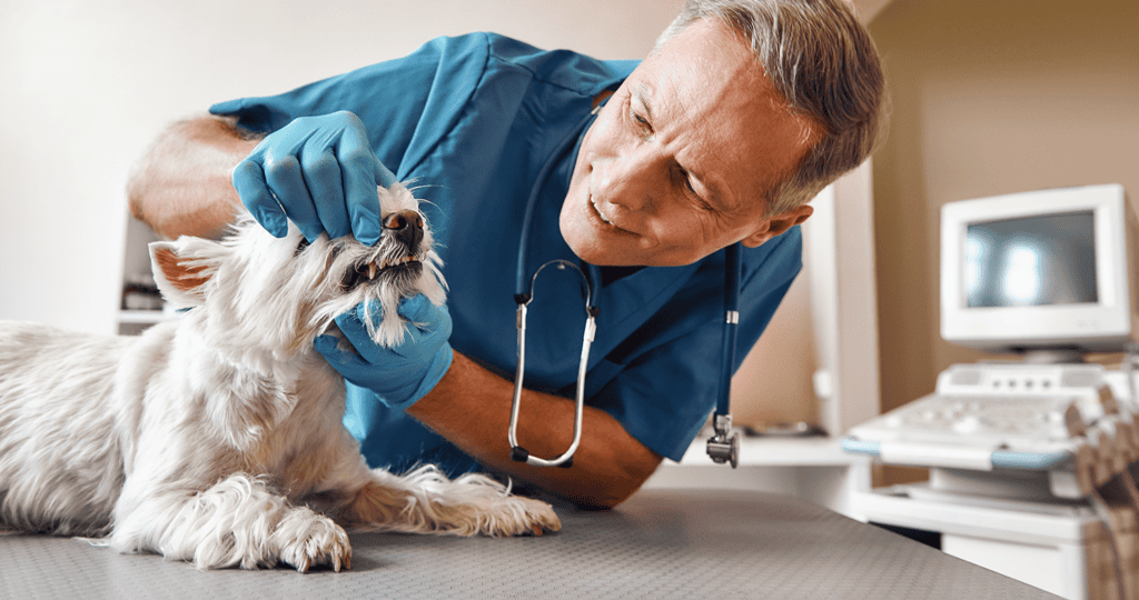 veterinarian performing a dental exam on a dog