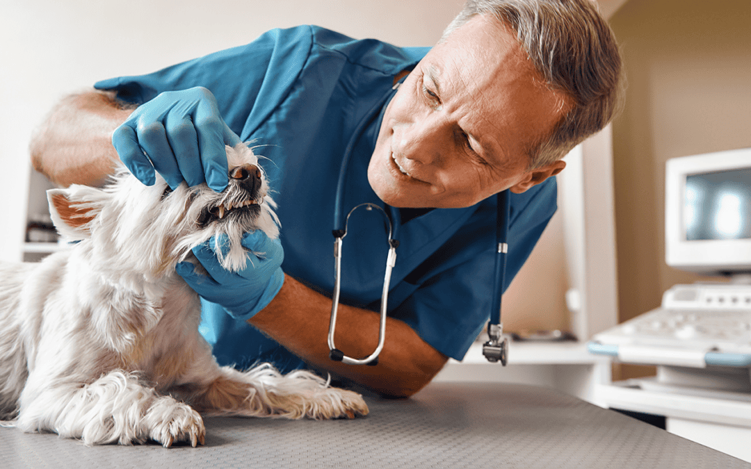 3 reasons why your pet needs a yearly dental checkup