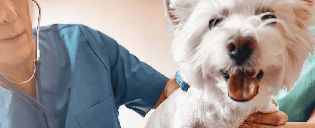 Could your hospital use some relief? Let’s talk about relief veterinarians and techs
