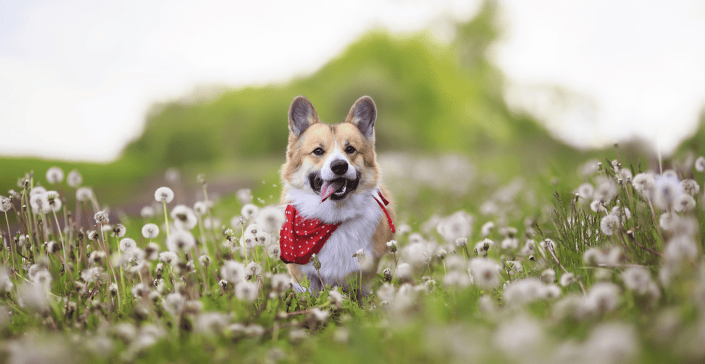 dog running through a field