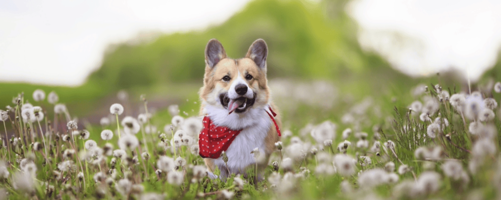 Spring safety tips for you and your pet