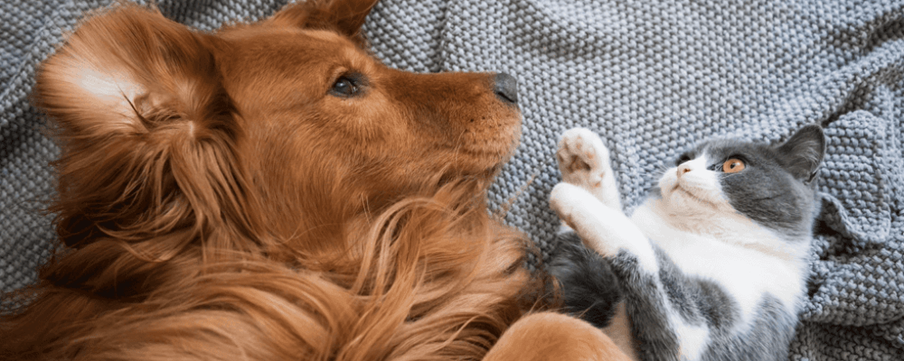 12 things you didn’t know about cats and dogs