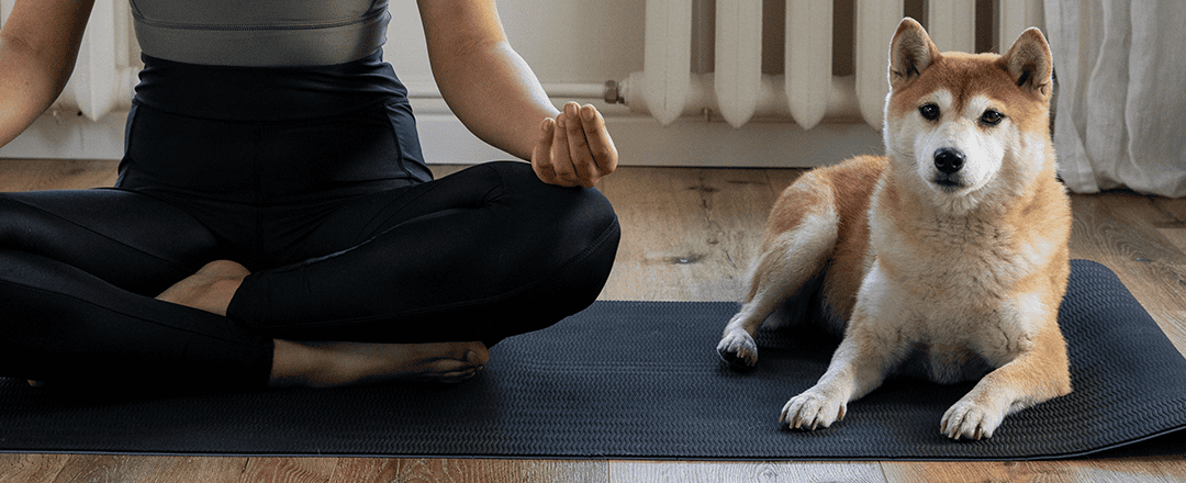 Veterinary self-care quiz: How do you rank? Do you need “SHOTS” to feel better?