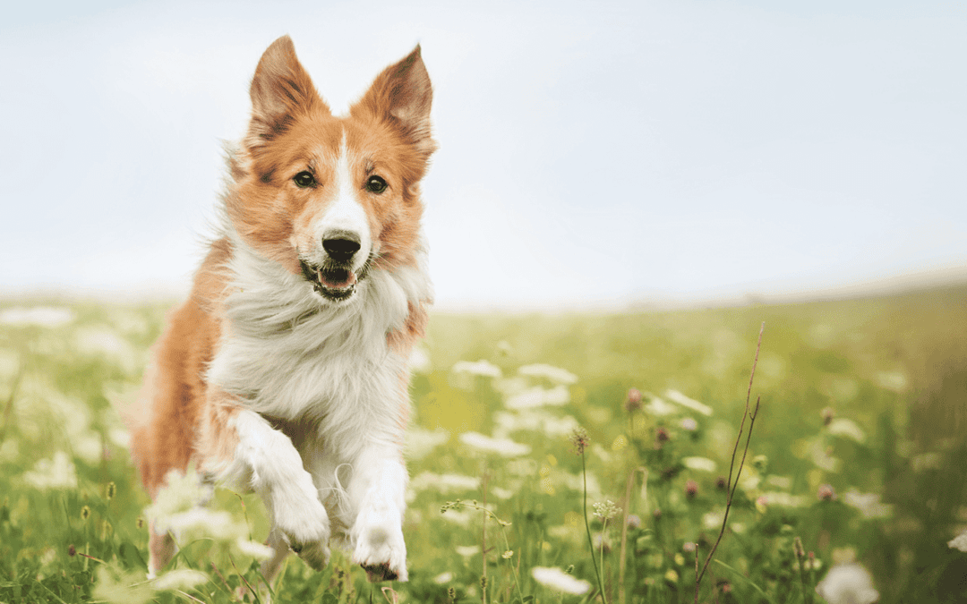 How to spot and remove ticks on your pet