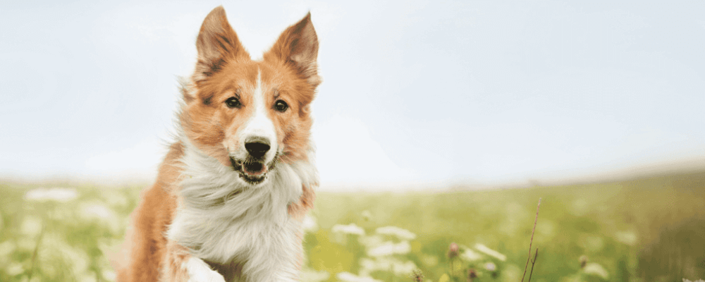 How to spot and remove ticks on your pet