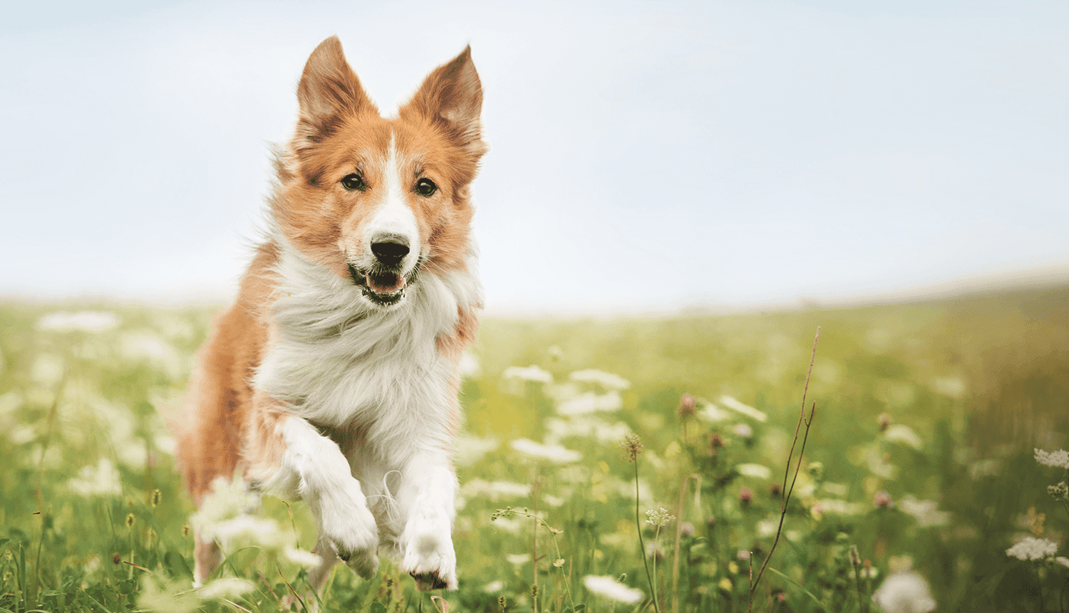 dog running through a field