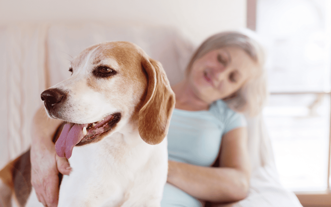 5 things to know about arthritis in pets