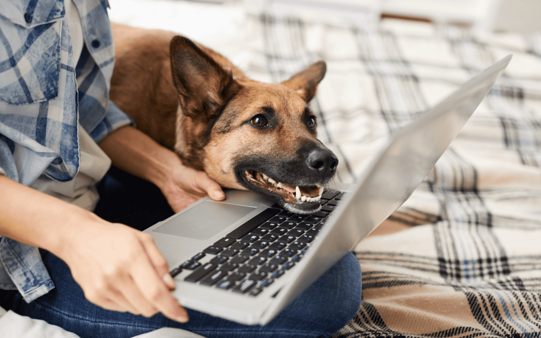Top 3 reasons to shop your vet’s online store