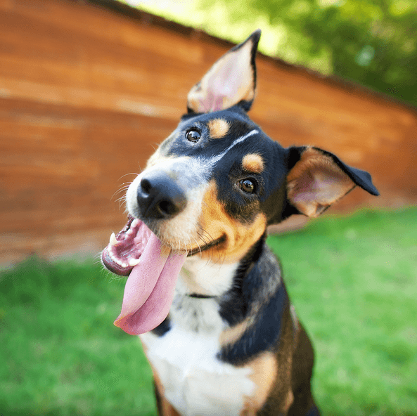 happy dog with his tongue sticking out
