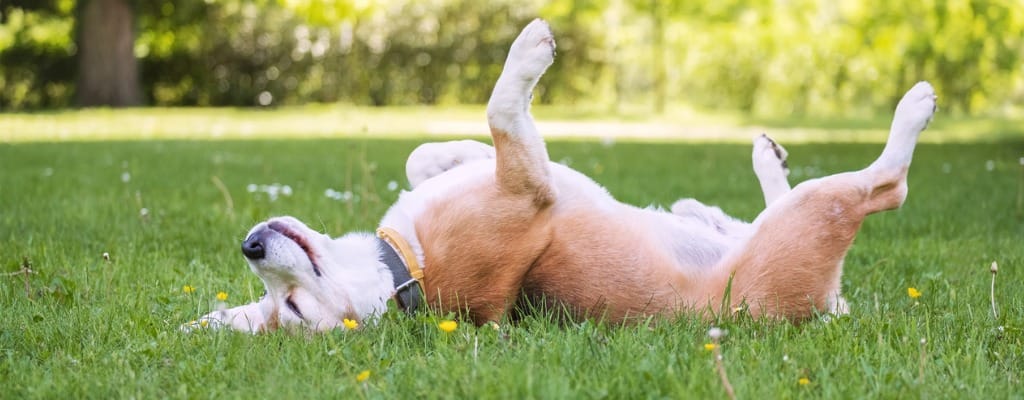 Dog lying in the grass with its paws up, enjoying summer