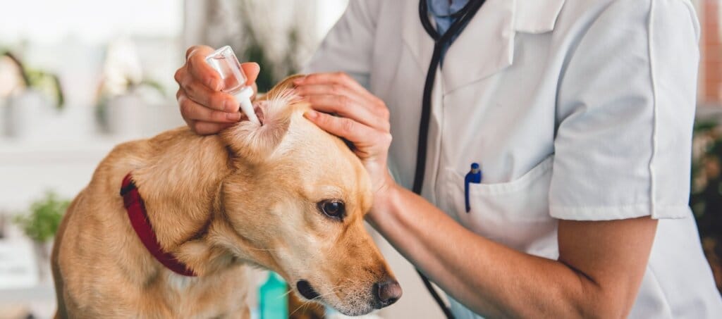 A veterinarian inspects a dog's ears