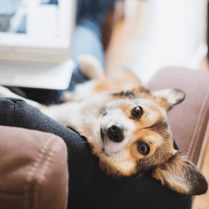 How technology can help manage separation anxiety in your veterinary patients