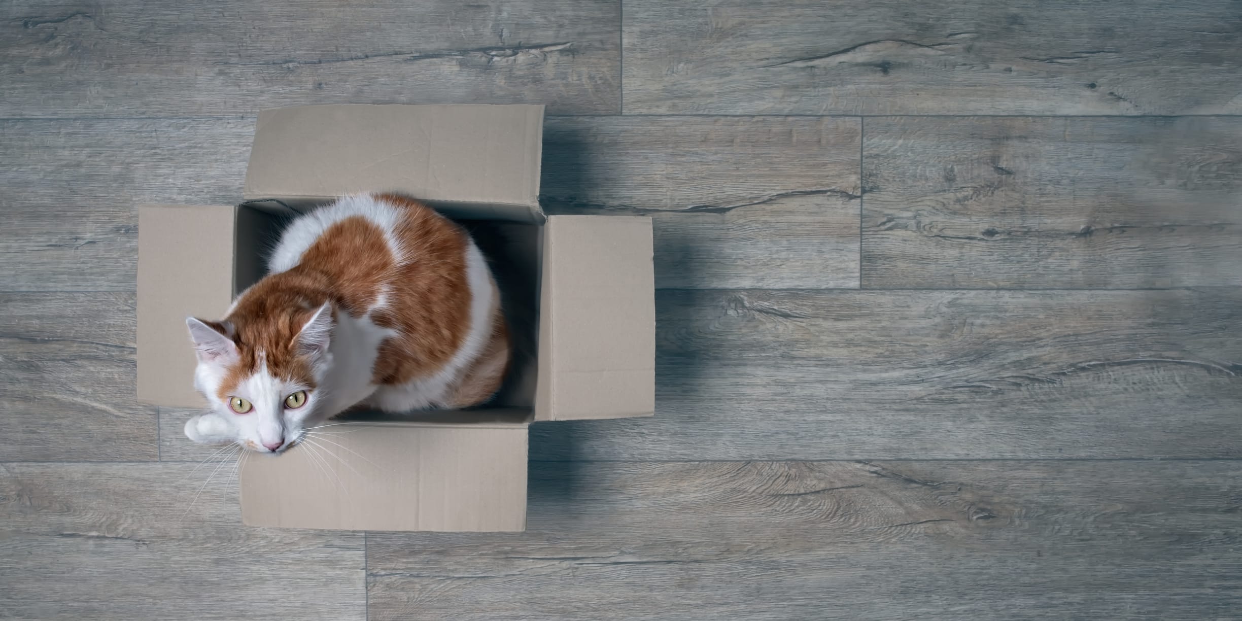 orange and white cat sitting in a cardboard box on a hardwood floor