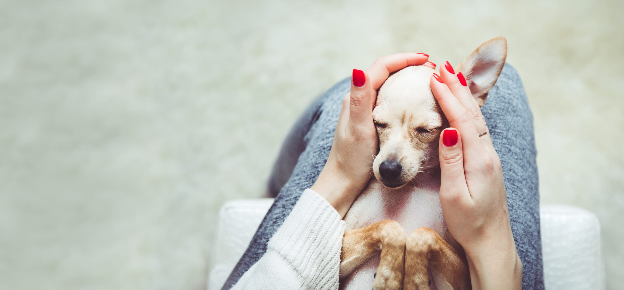 person with bright red nail polish gently holds a chihuahua in her lap, on its back. The dog looks relaxed.