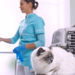 5 steps to reconnect with your veterinary clients
