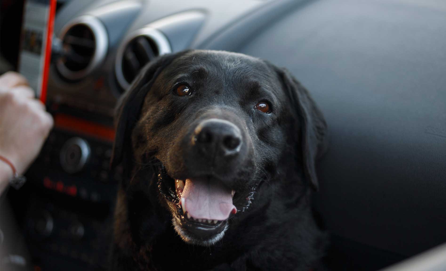 dog veterinary curbside service