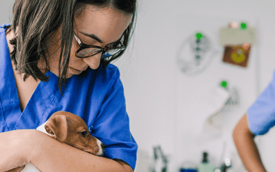 How your practice can celebrate Vet Tech Week amidst a workforce crisis