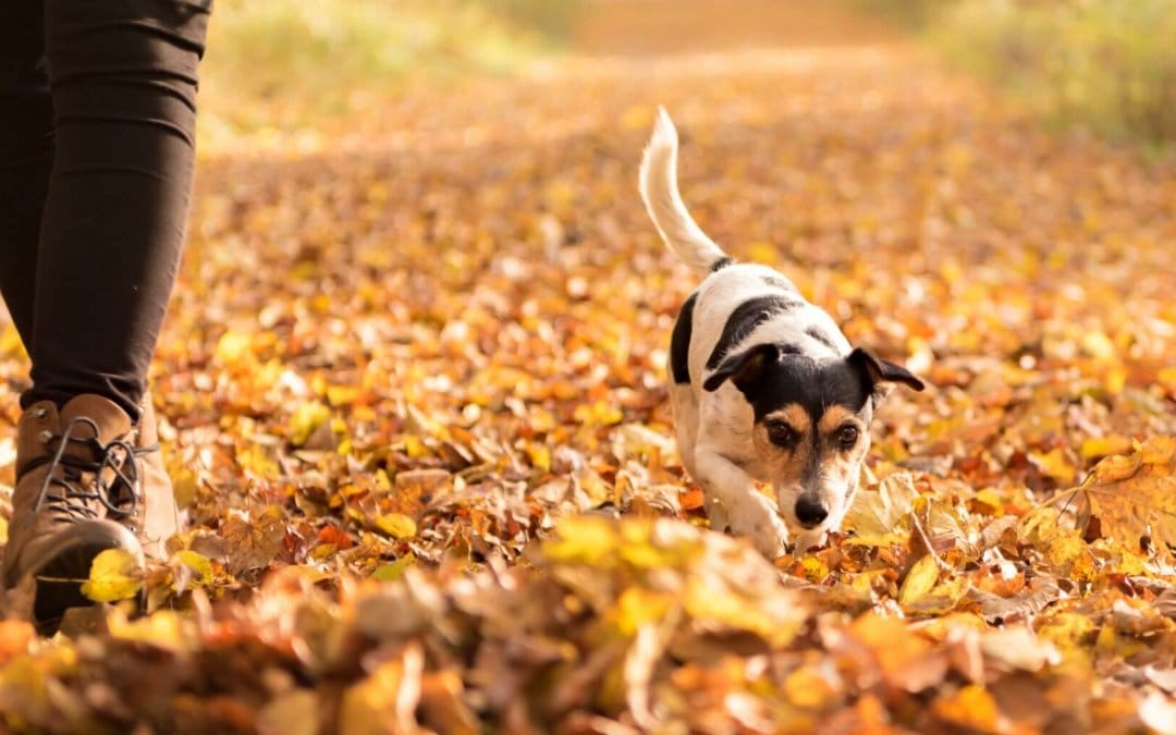 7 fall dangers your pet should avoid
