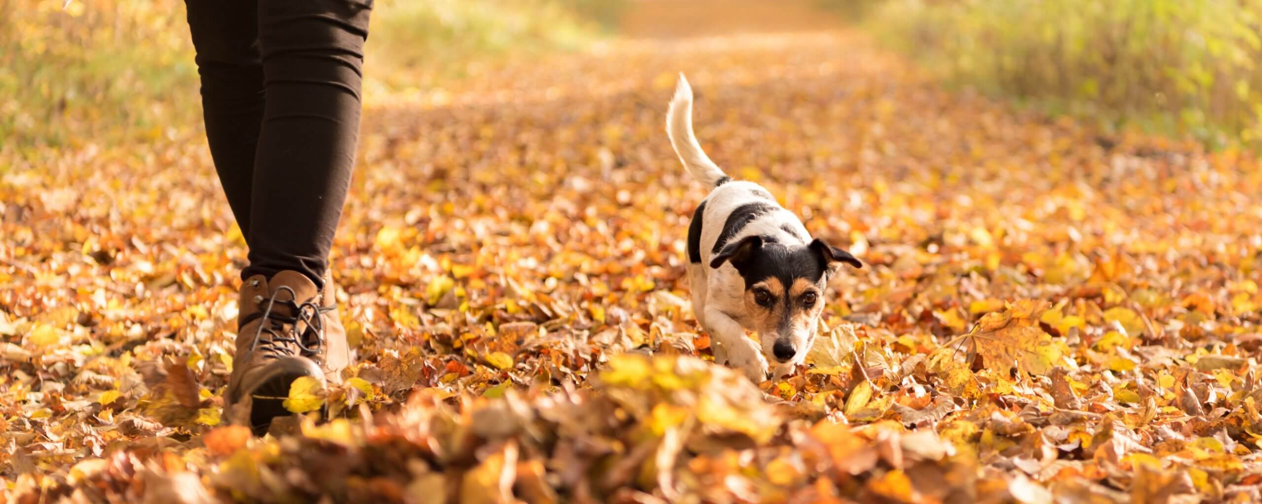 person walking in the fall leaves with a jack russell terrier