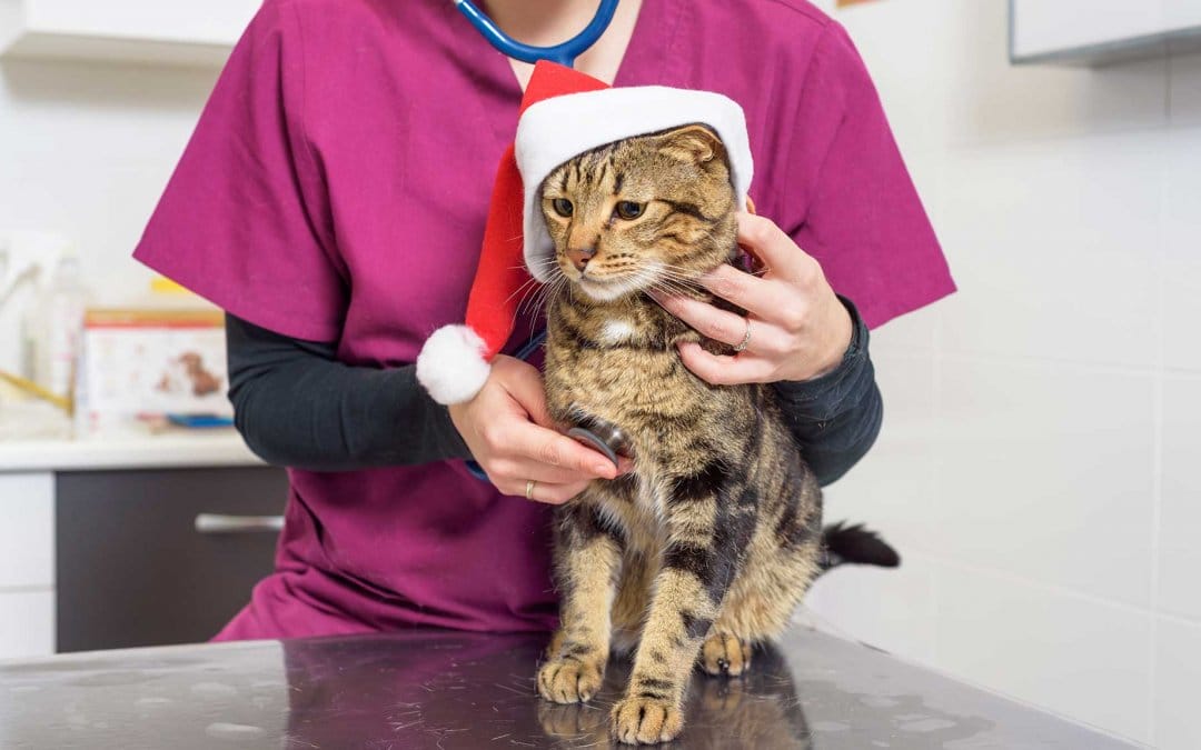 8 ways to get ahead of the veterinary holiday rush while short-staffed
