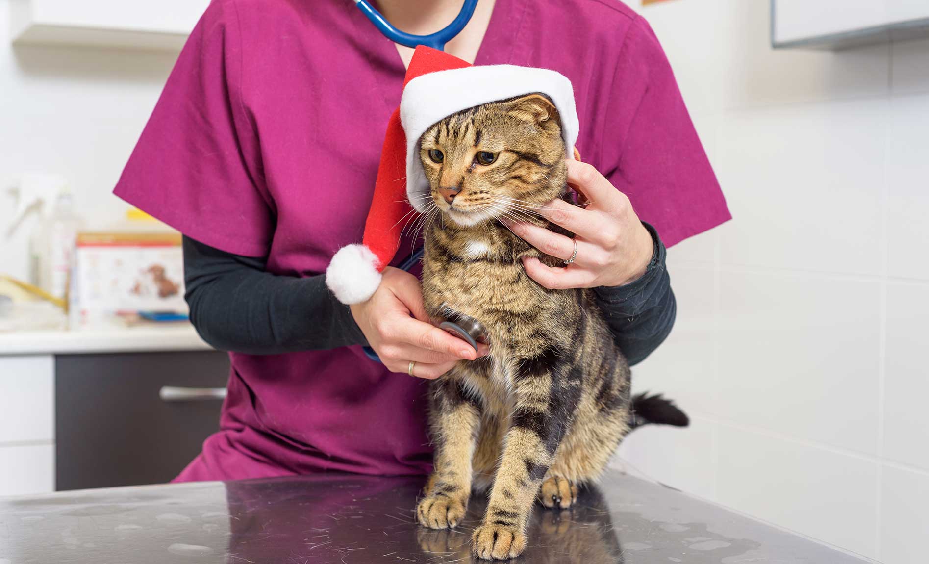 cat in veterinary hospital