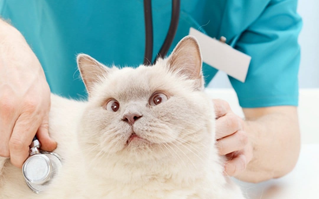What the heck does that mean? Find out what your vet is talking about