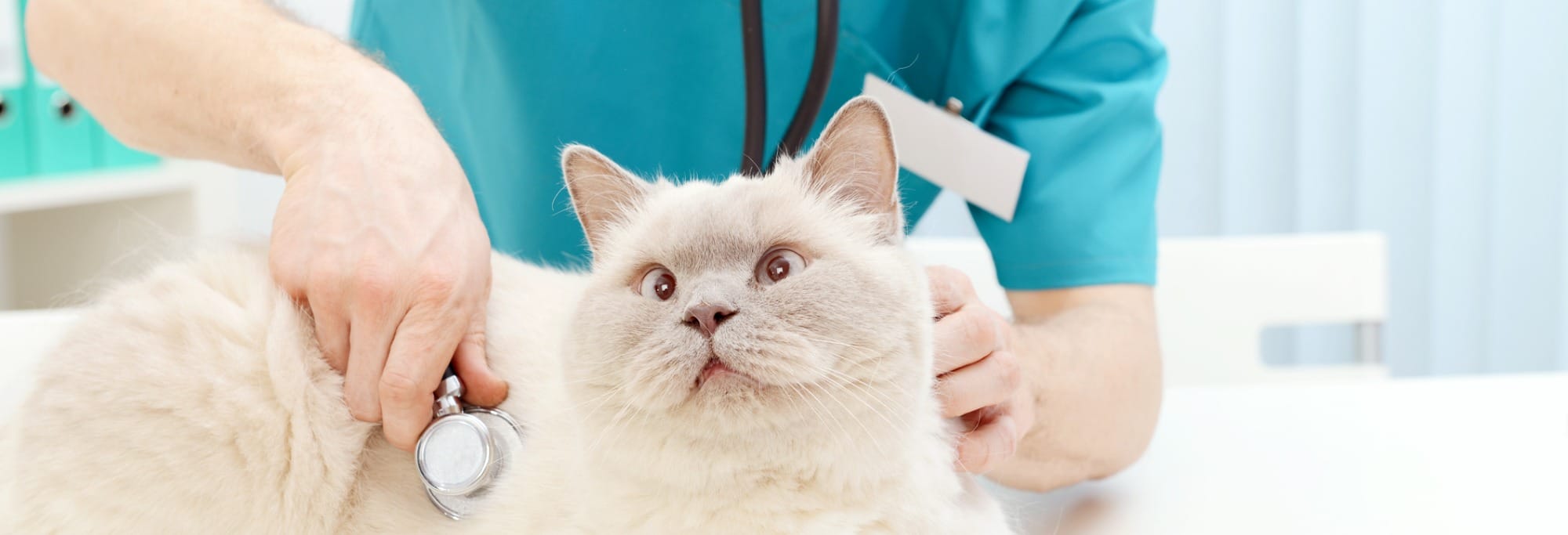 white cat being examined by vet with stethoscope
