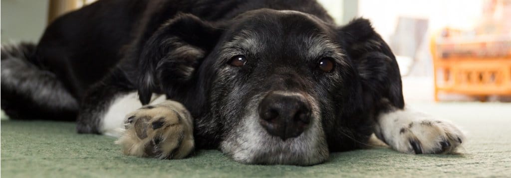 Senior dog, black with a graying muzzle, lying on the ground