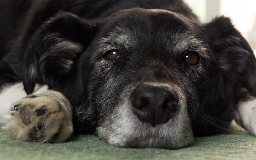 7 common health problems in senior pets
