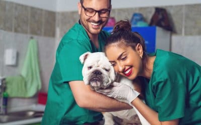 5 ways to promote your veterinary team’s wellbeing