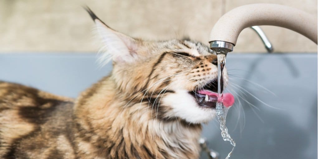 long-haired cat drinking water from the faucet