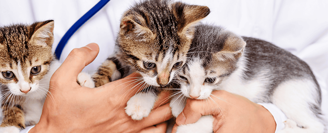 Pets, people, and profit: How your veterinary practice can remain adaptable for success