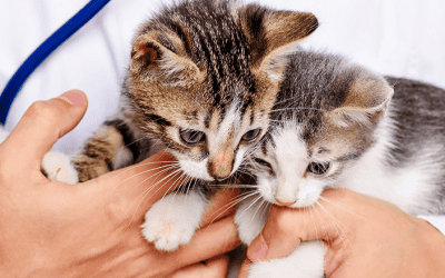 Pets, people, and profit: How your veterinary practice can remain adaptable for success
