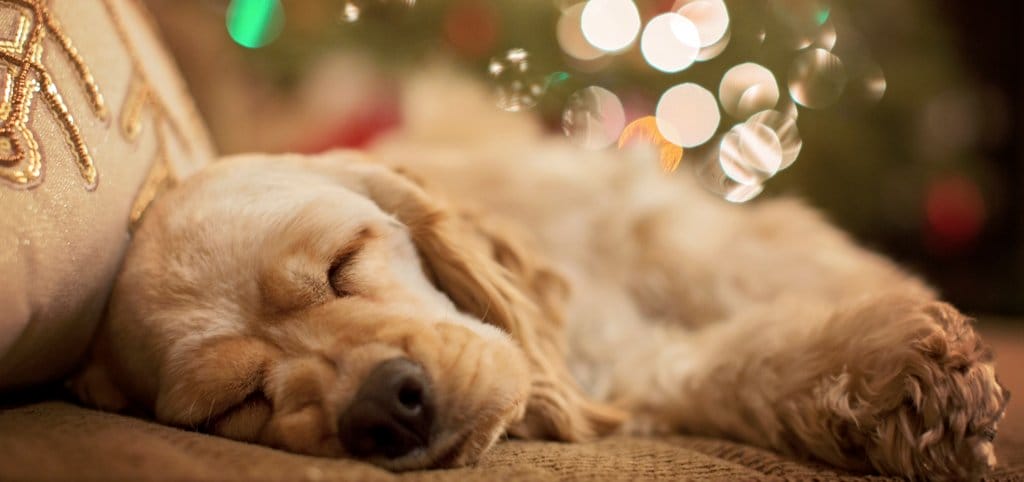 cocker spaniel dog sleeping in front of holiday lights