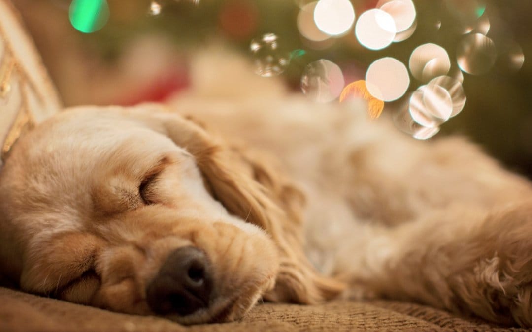 Holiday hazards for pets
