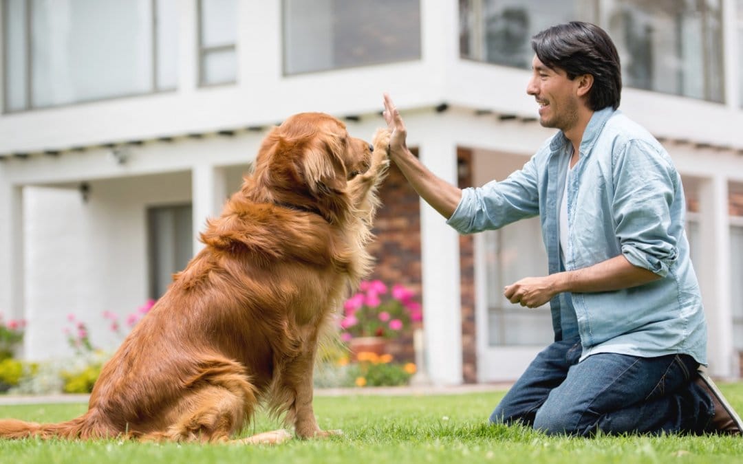 5 tips to successfully train your pet