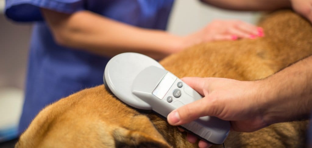 A tan/orange dog being scanned for a microchip at a veterinary hospital