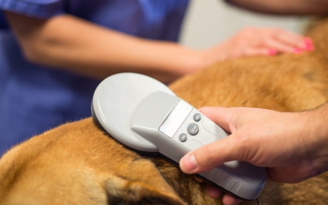 5 things to know about microchipping your pet