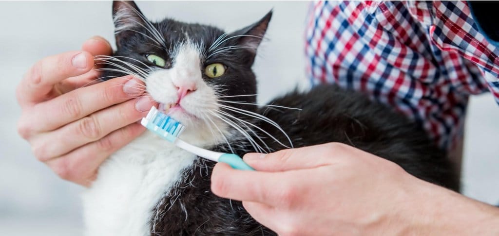 Person brushing a black-and-white cat's teeth