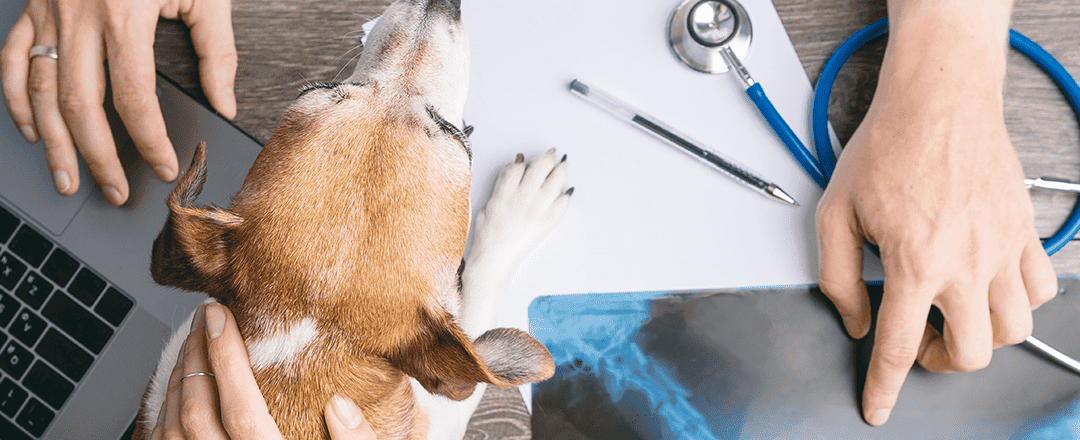 8 ways artificial intelligence (AI) is improving veterinary medicine
