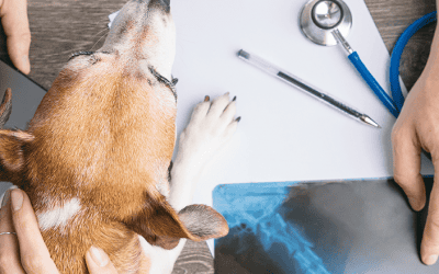 8 ways artificial intelligence (AI) is improving veterinary medicine