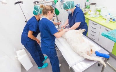5 time-saving hacks for your short-staffed veterinary practice