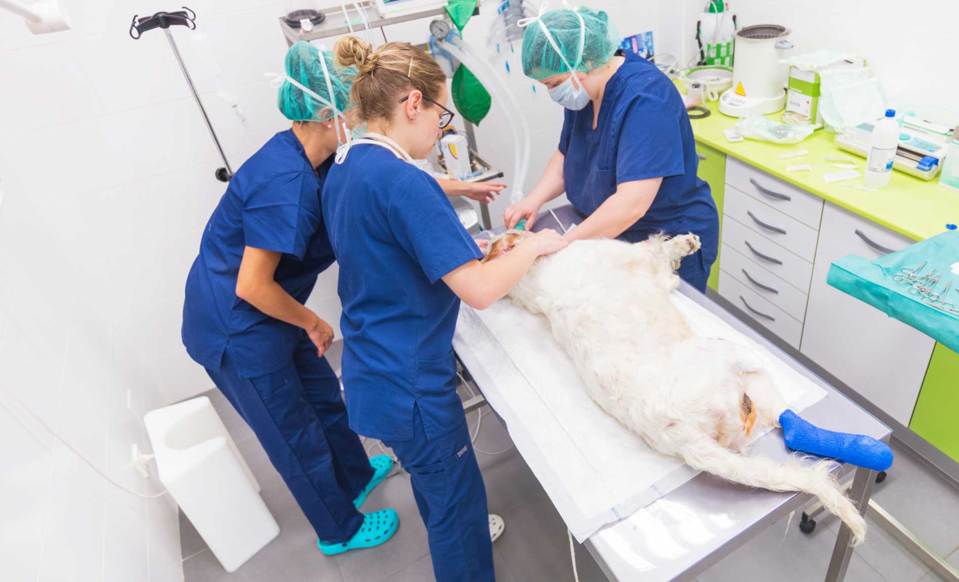veterinarians performing veterinary surgery