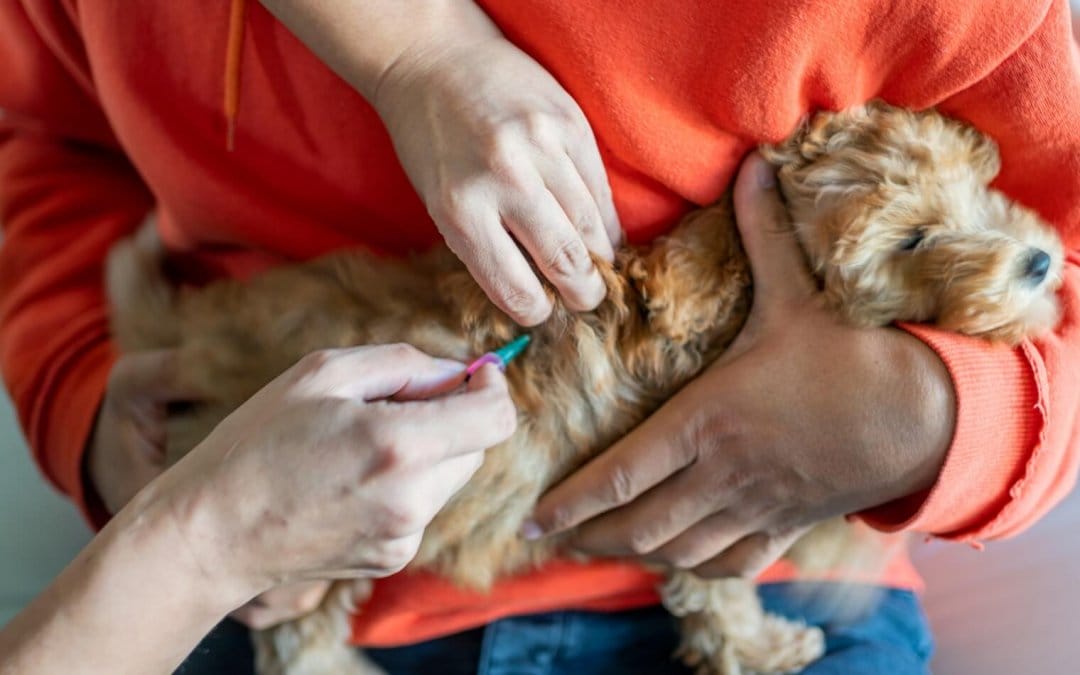 Everything you need to know about rabies in pets