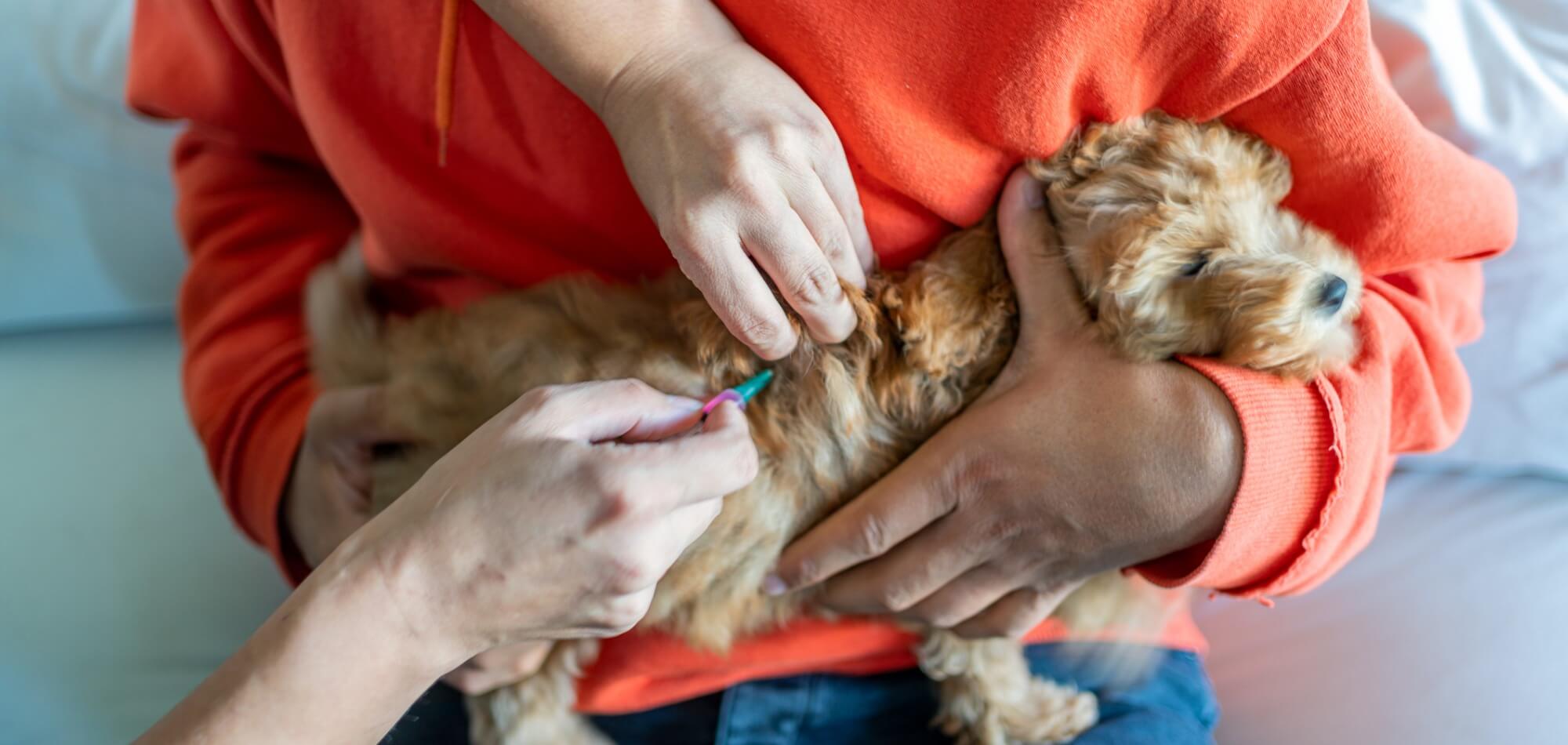 Small dog or puppy receiving a rabies vaccination