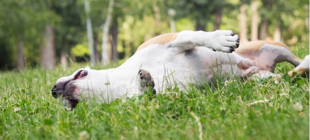 brown and white dog rolling around happily in the grass