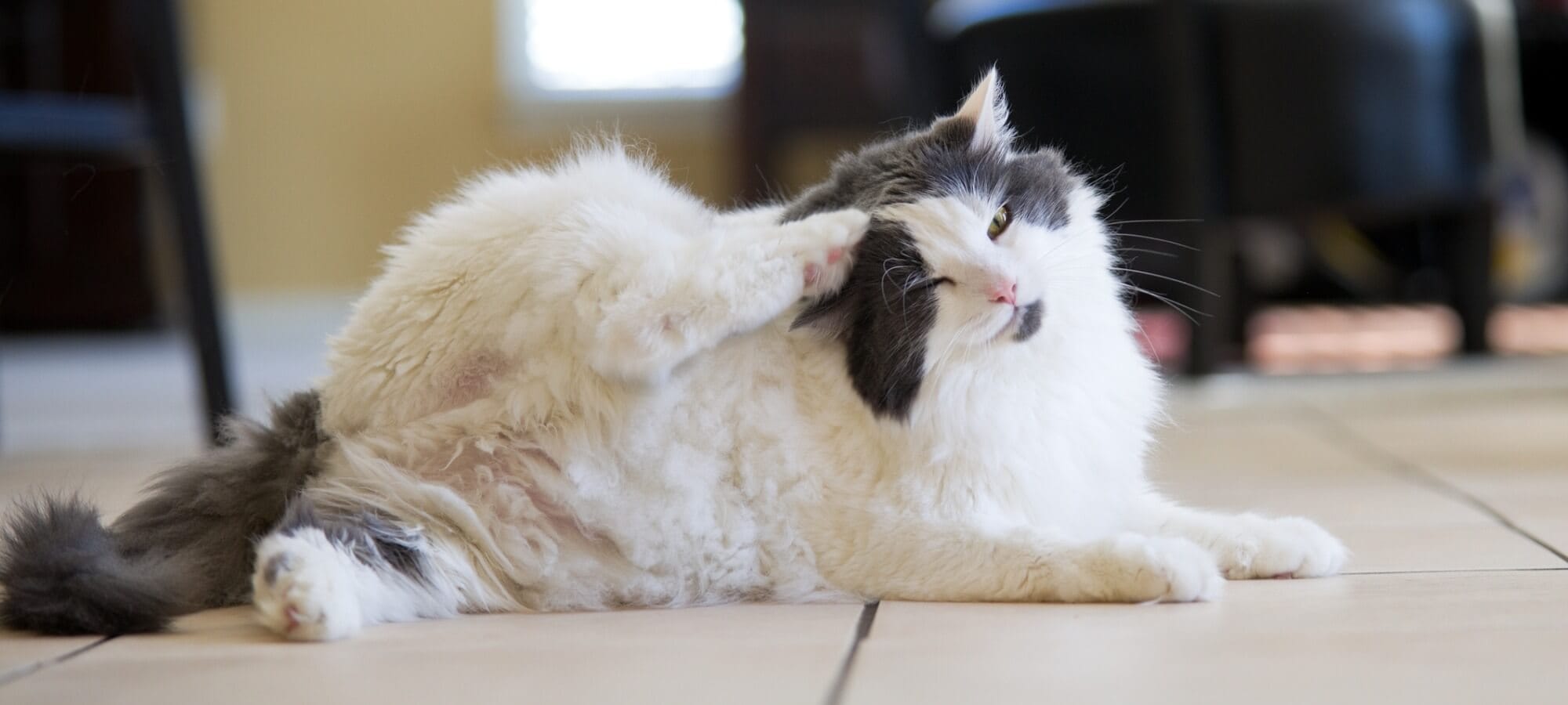 Gray and white cat laying on tiled floor with back paw scratching ear